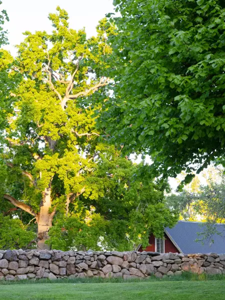 ikano_smaland-sommar.webp