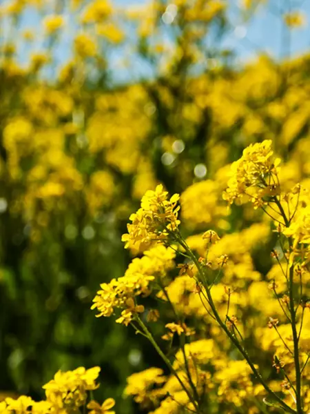 sollentuna_smorblommor_natur.webp